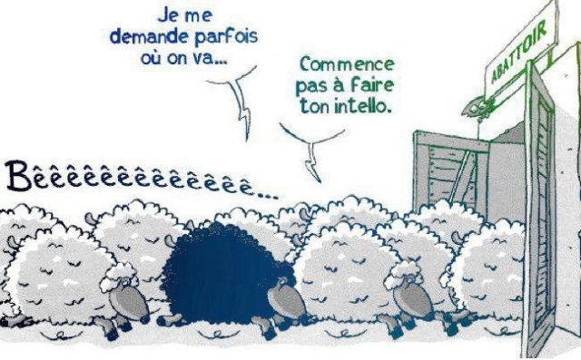 mouton