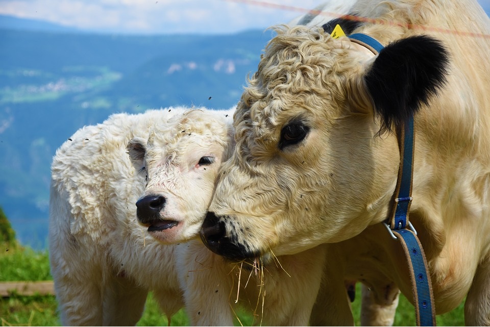 vache